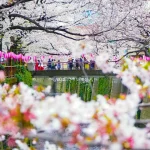 nakameguro-cherry-blossoms_thumb